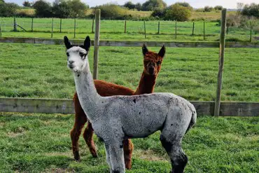alpacas now bookable for walking and feeding experience. 
