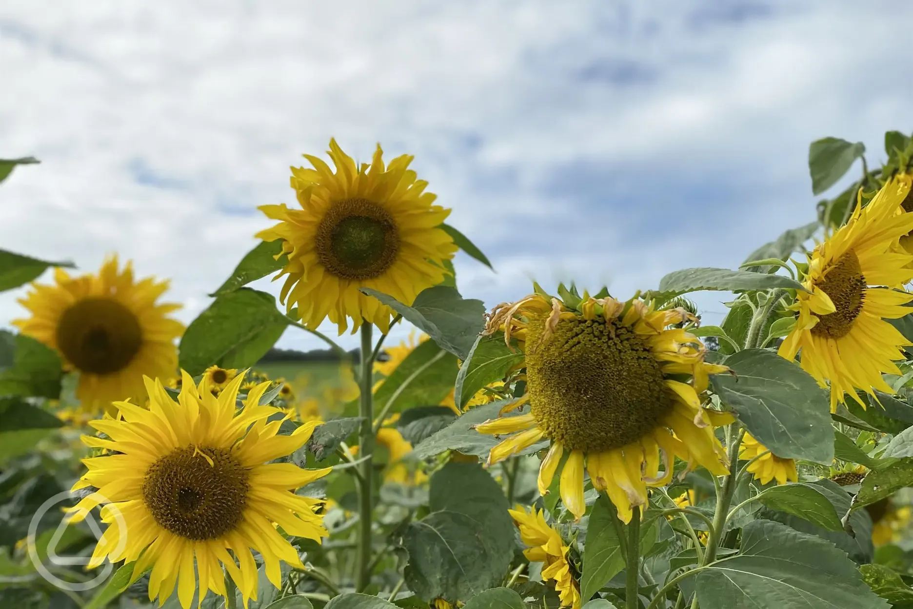 Sunflowers in neighbouring fields