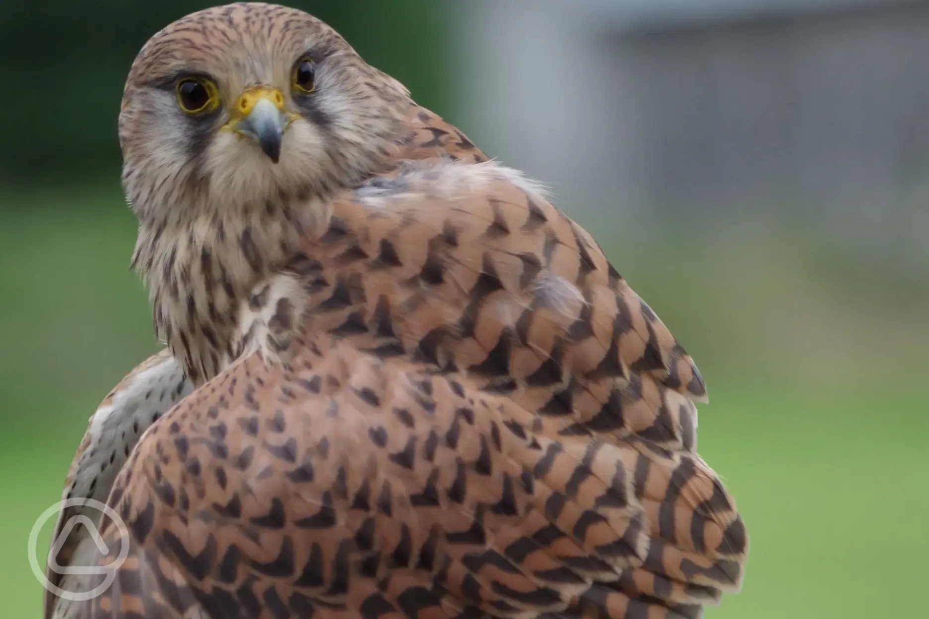 Falconry events at Bellingham