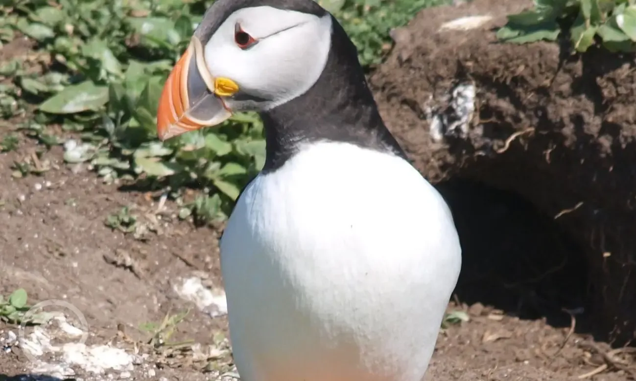 Farne Island tours offered