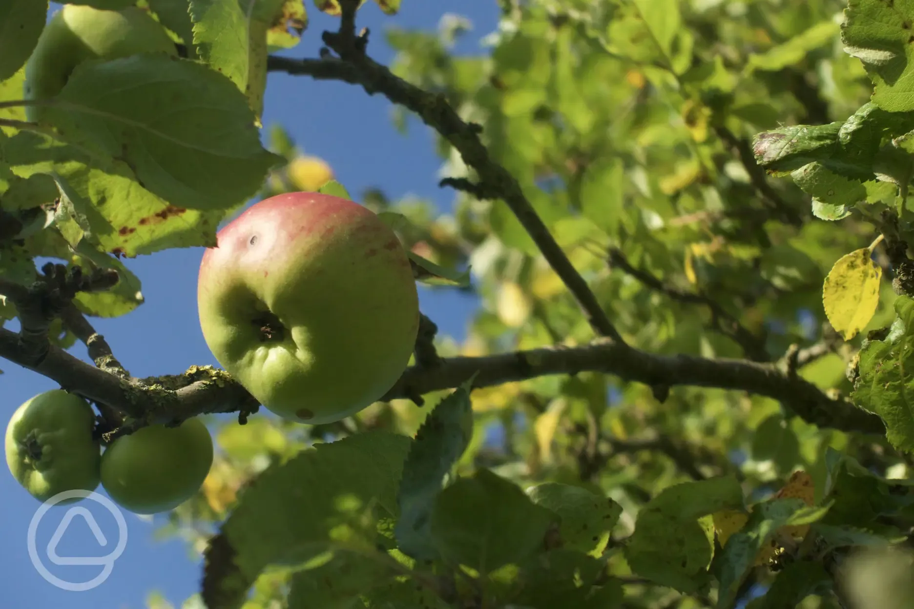 Apple trees in pitching area