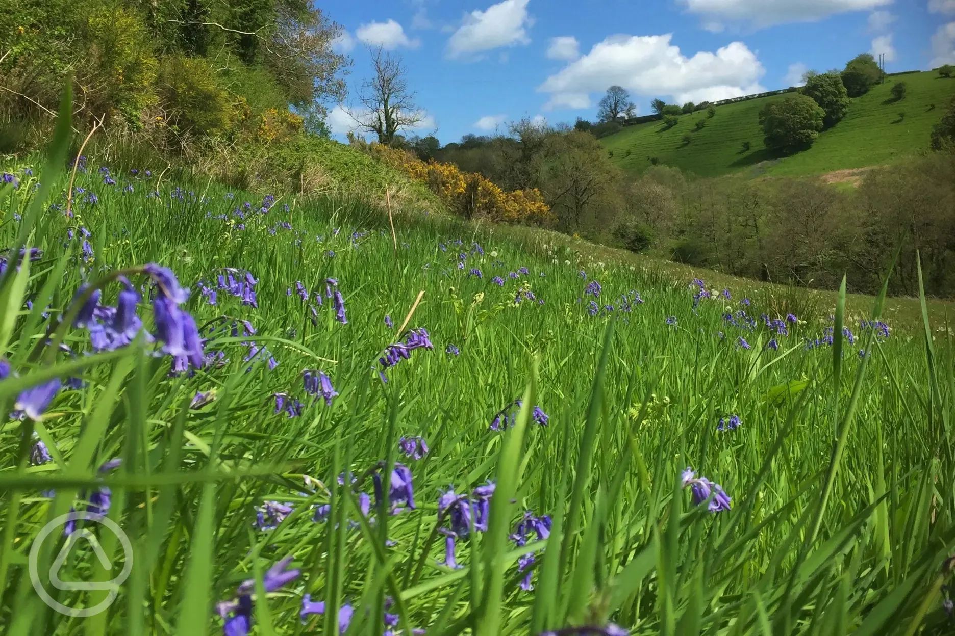 Beautiful walks around the farm, bluebells in May