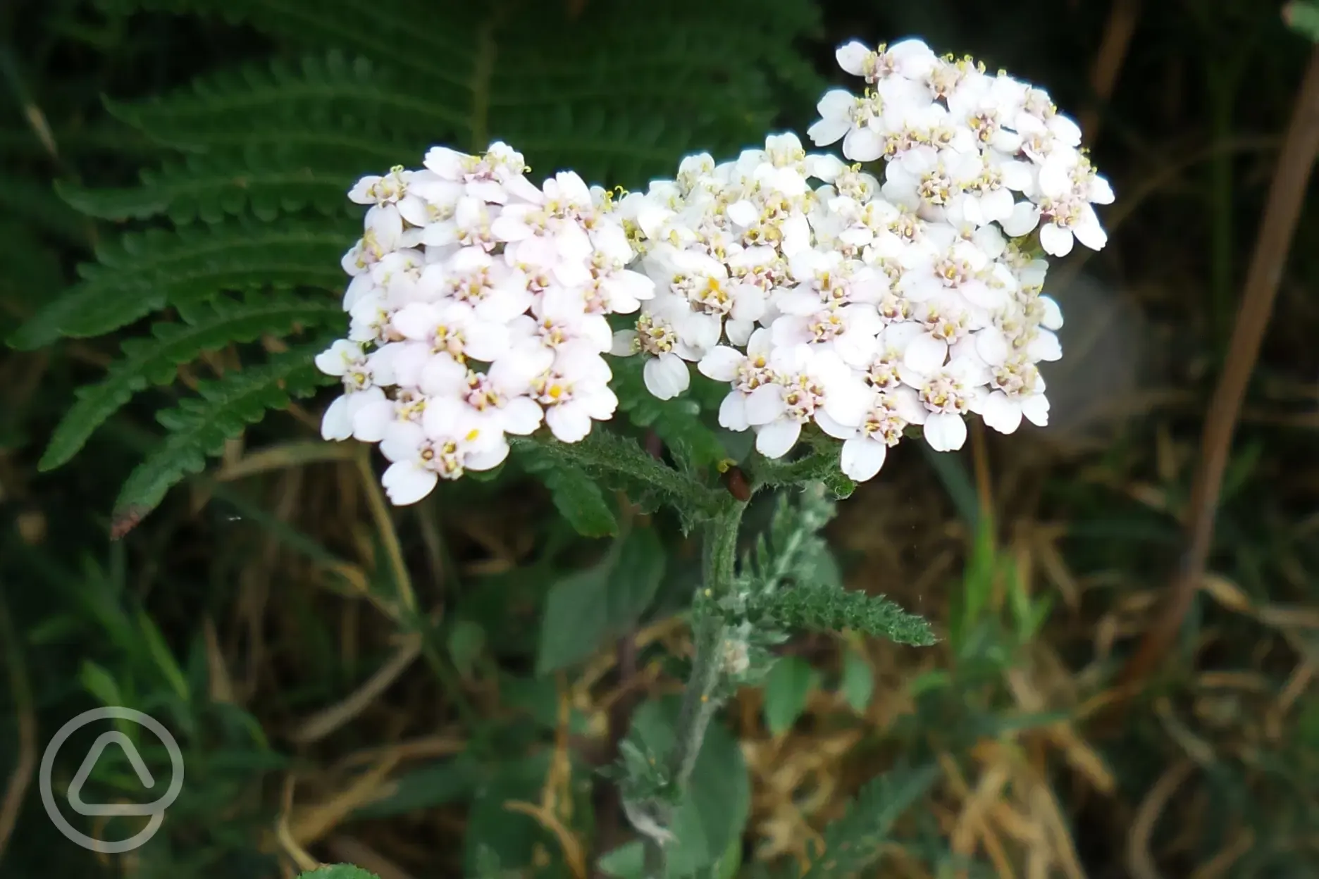 Yarrow