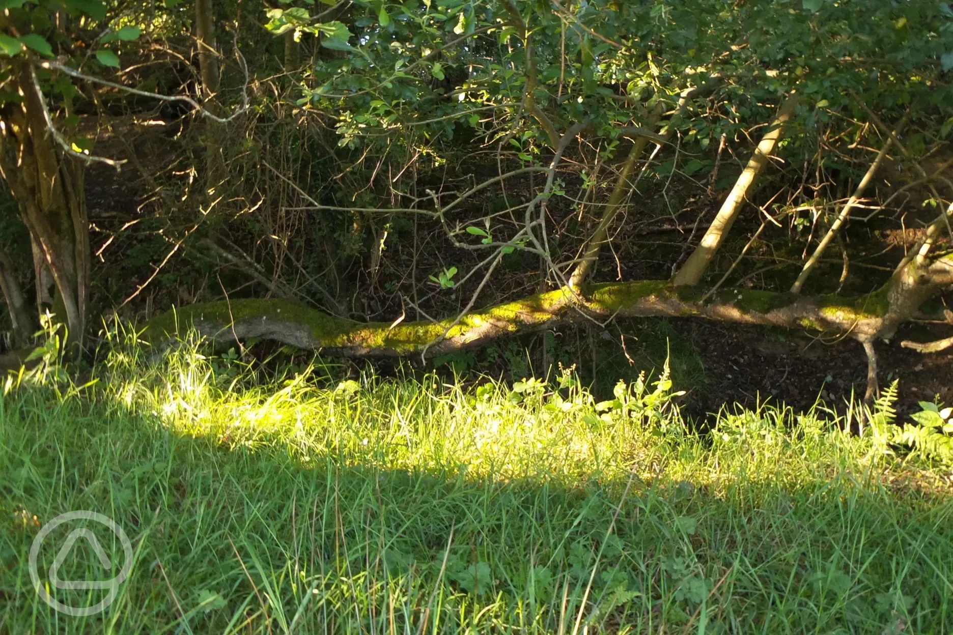 By the stream