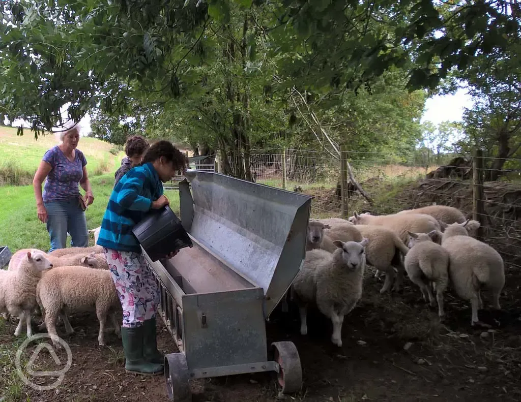 Breakfast time on the farm