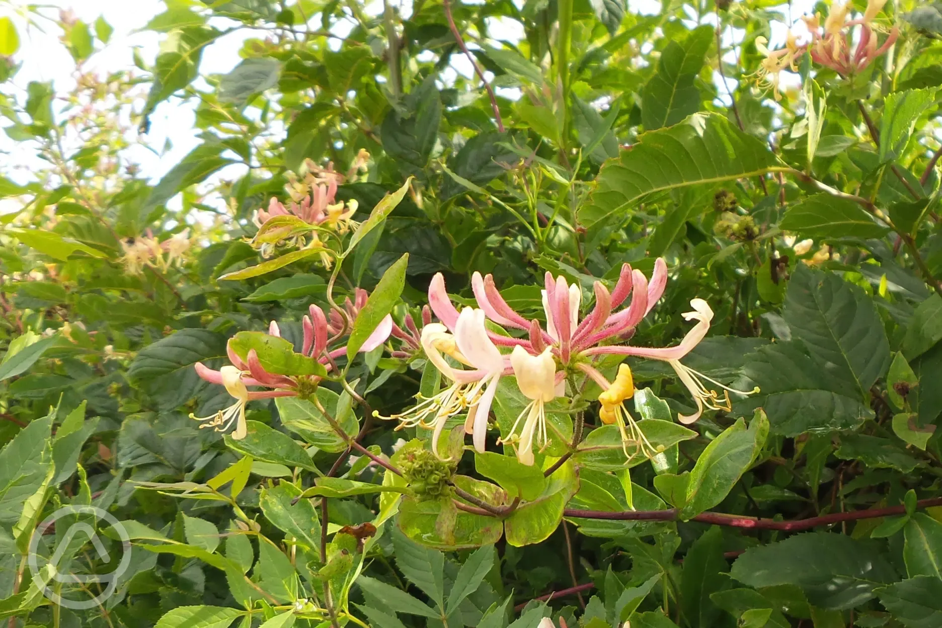 Honeysuckle