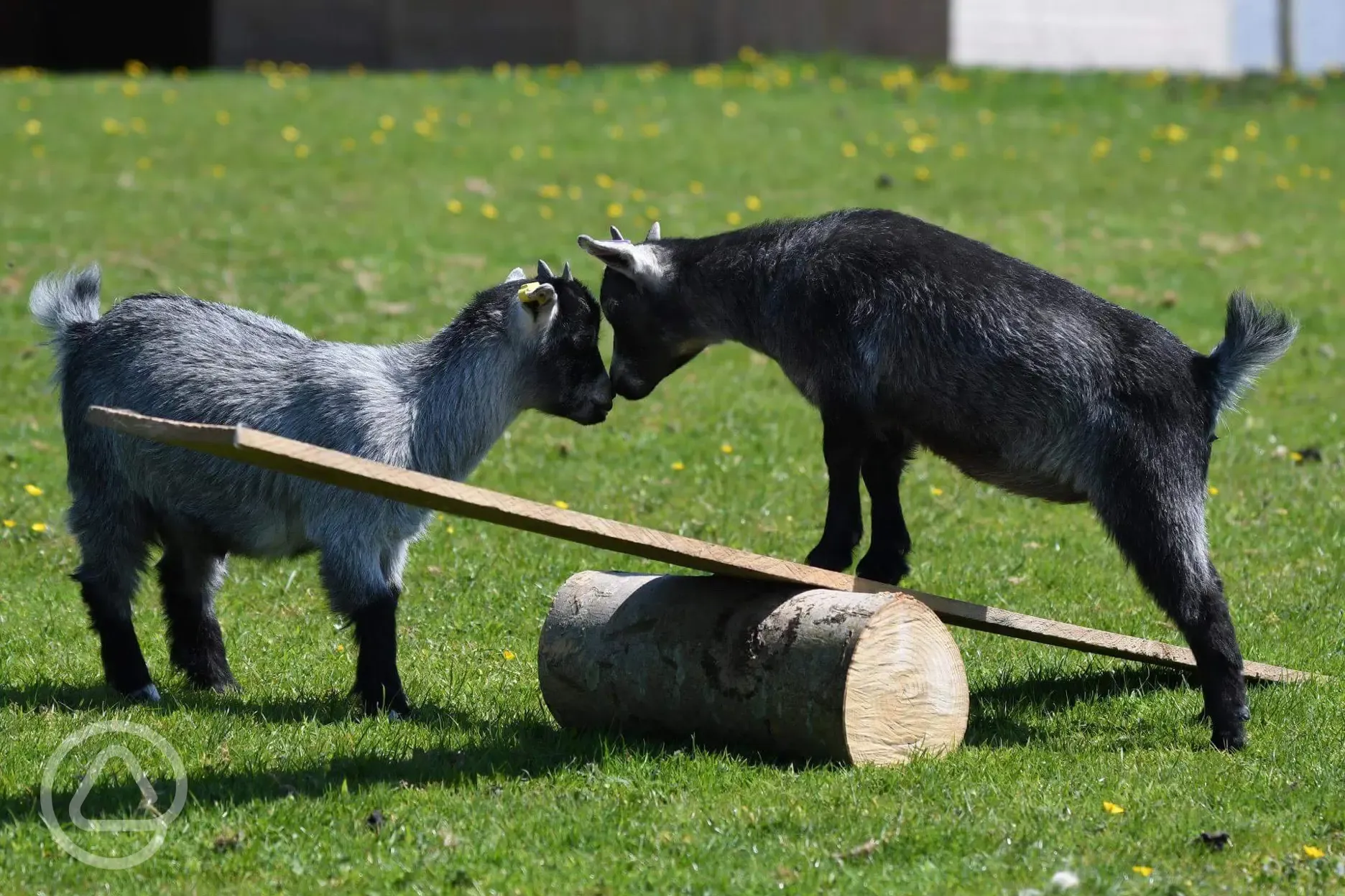 Orchid and Peony the new Pygmy goats