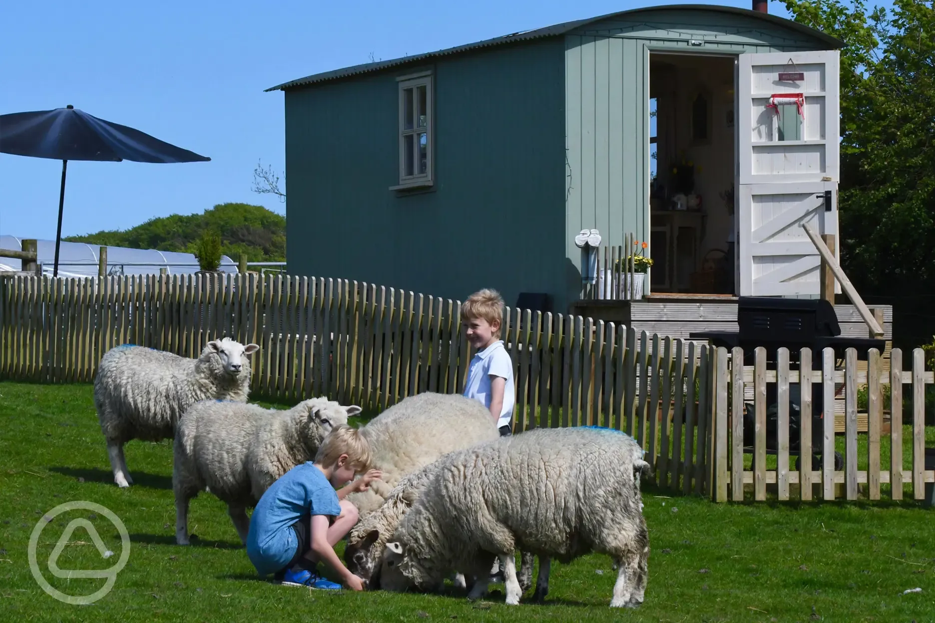 Sheep outside the Benton View shepherd's hut 