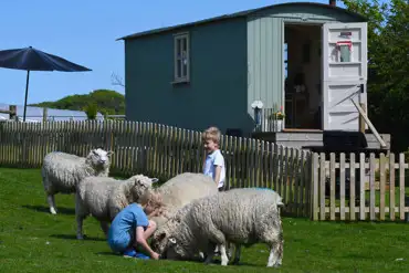 Sheep outside the Benton View shepherd's hut 