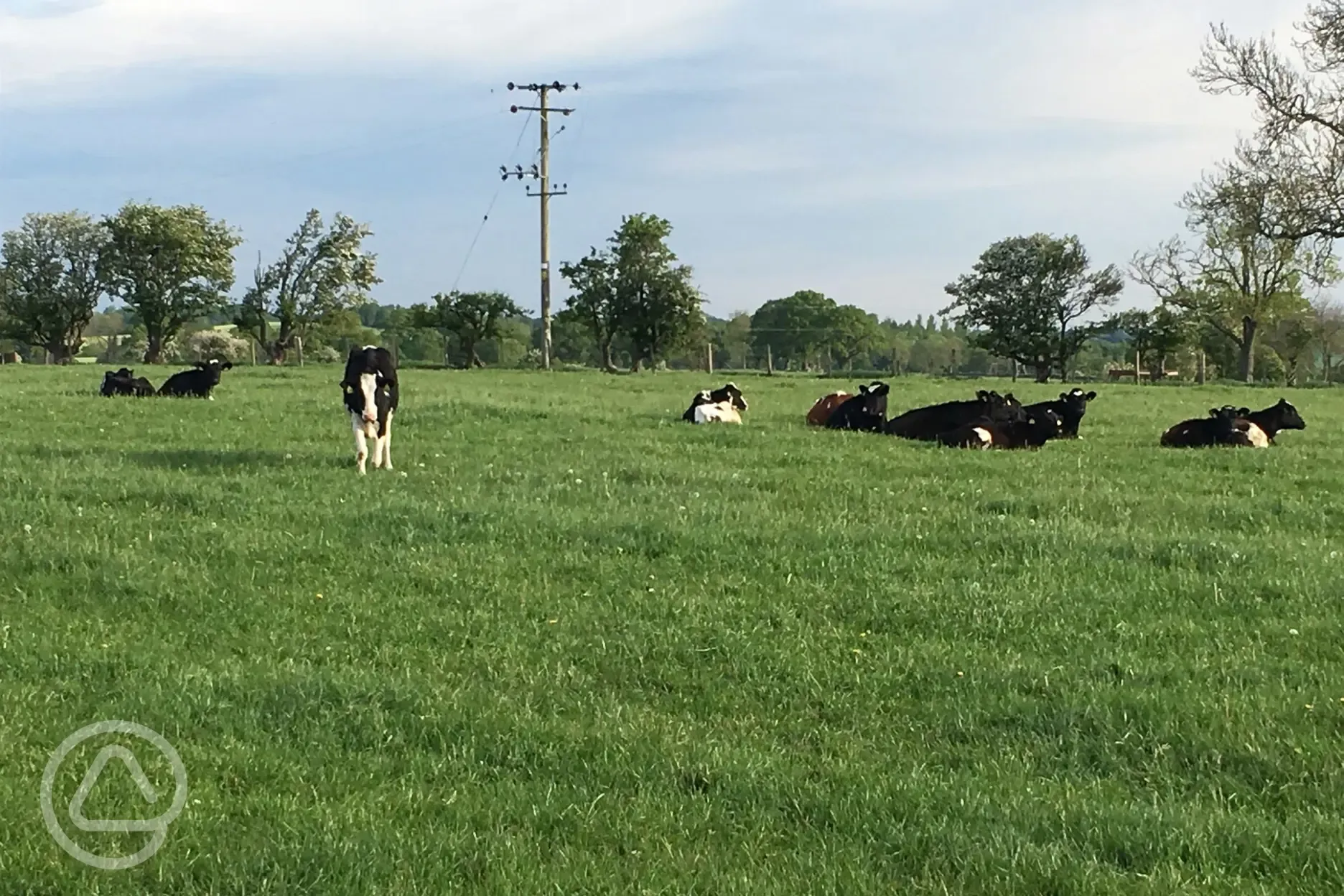 Calves in fields near site