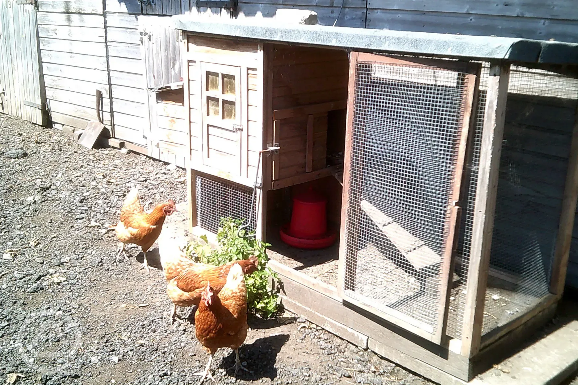 our happy hens!