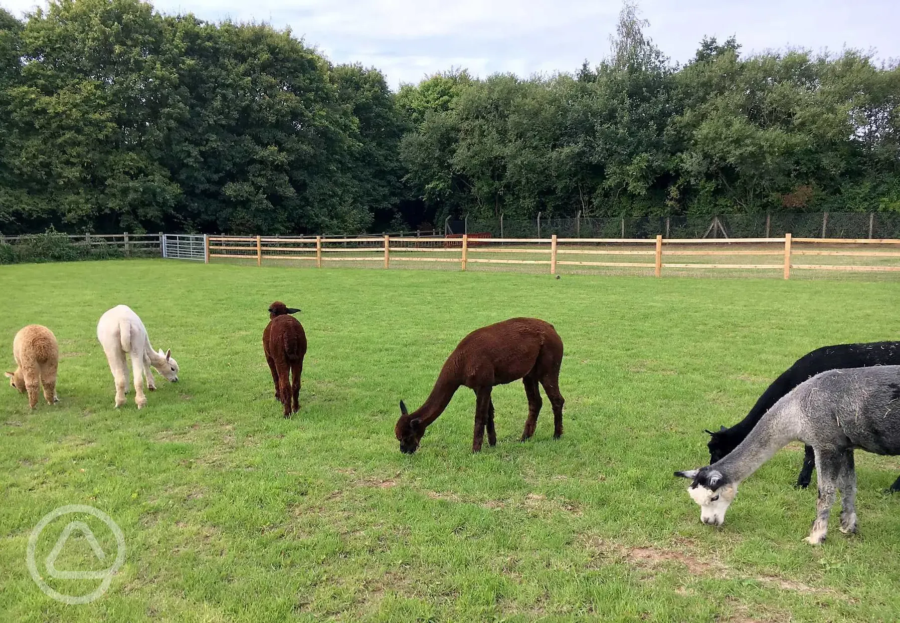 Alpacas 