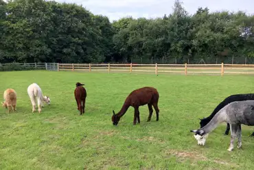 Alpacas 