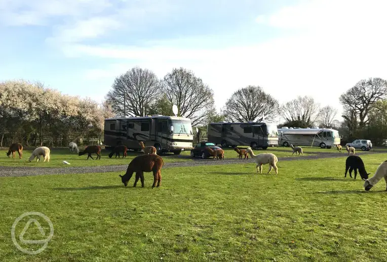 XL fully serviced pitches and alpacas