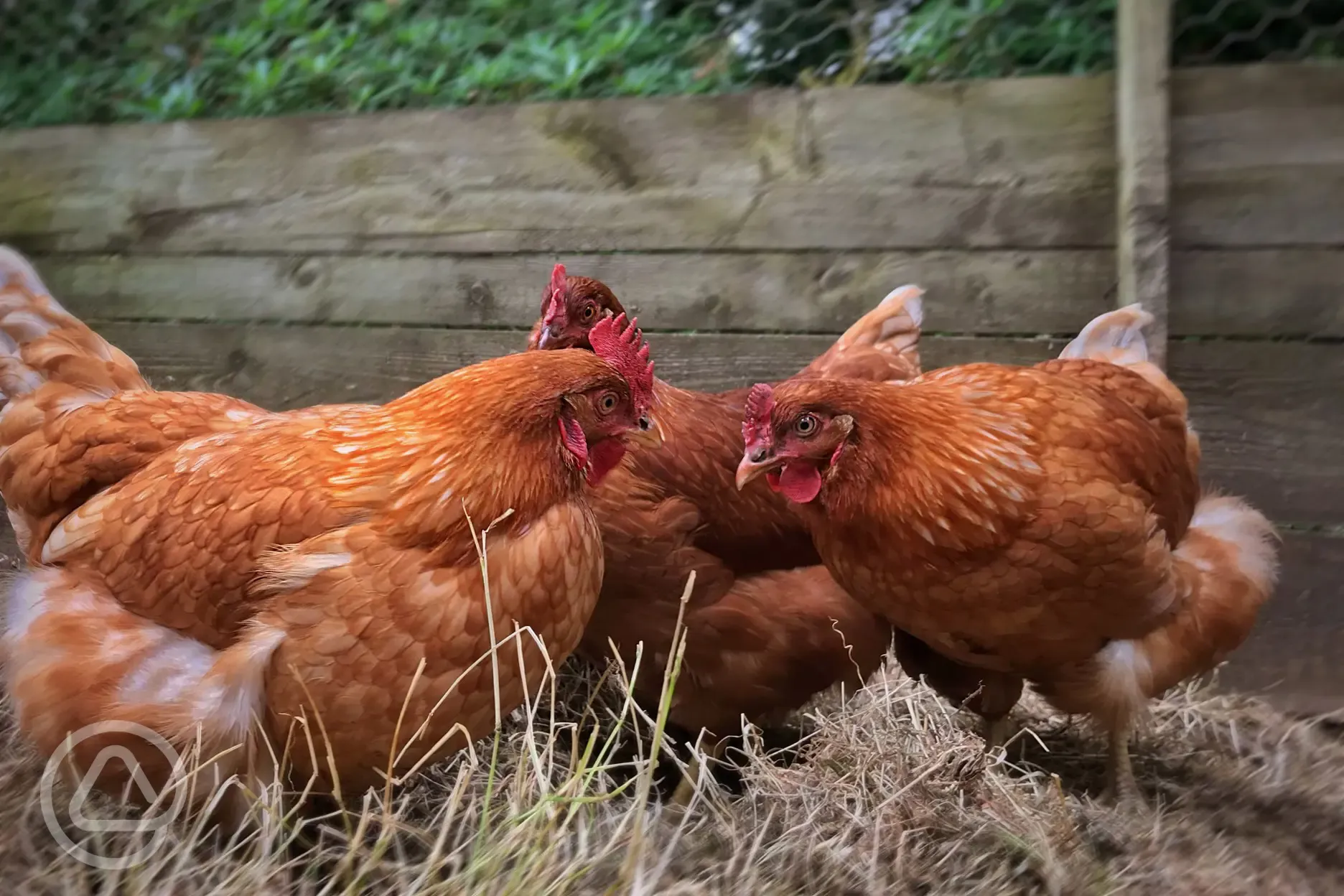 West Highland Way Campsite's chickens