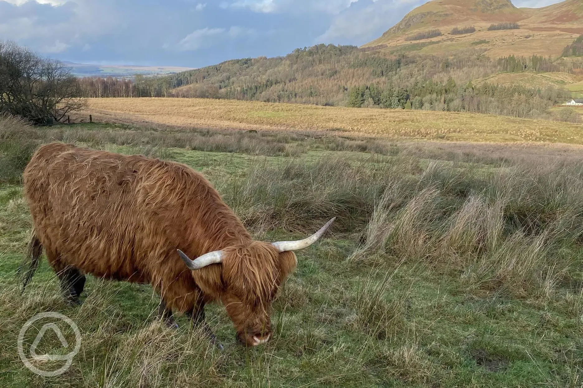 Resident Highland cattle