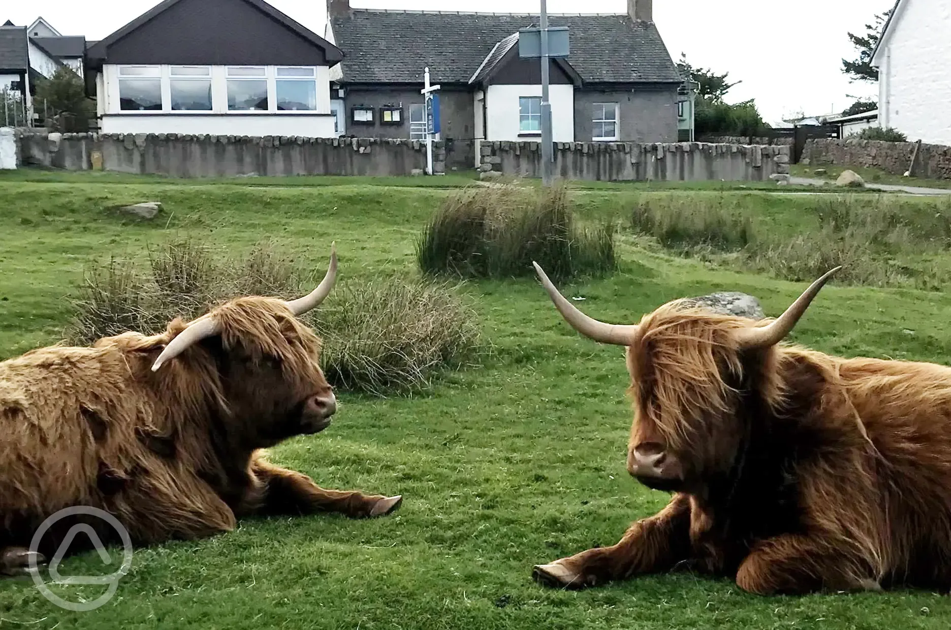 Resident Highland cattle