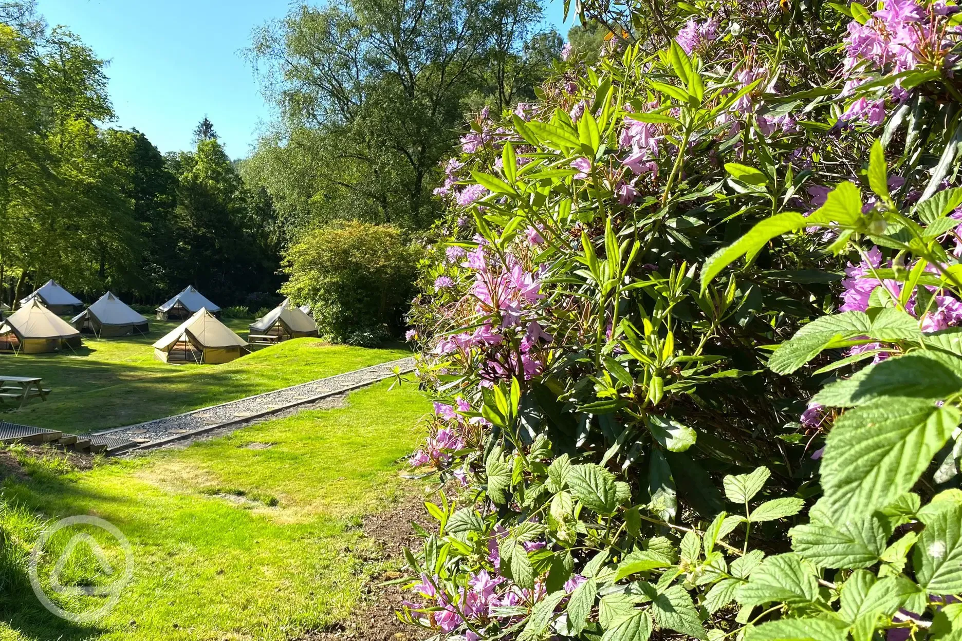 Dog friendly safari bell tents