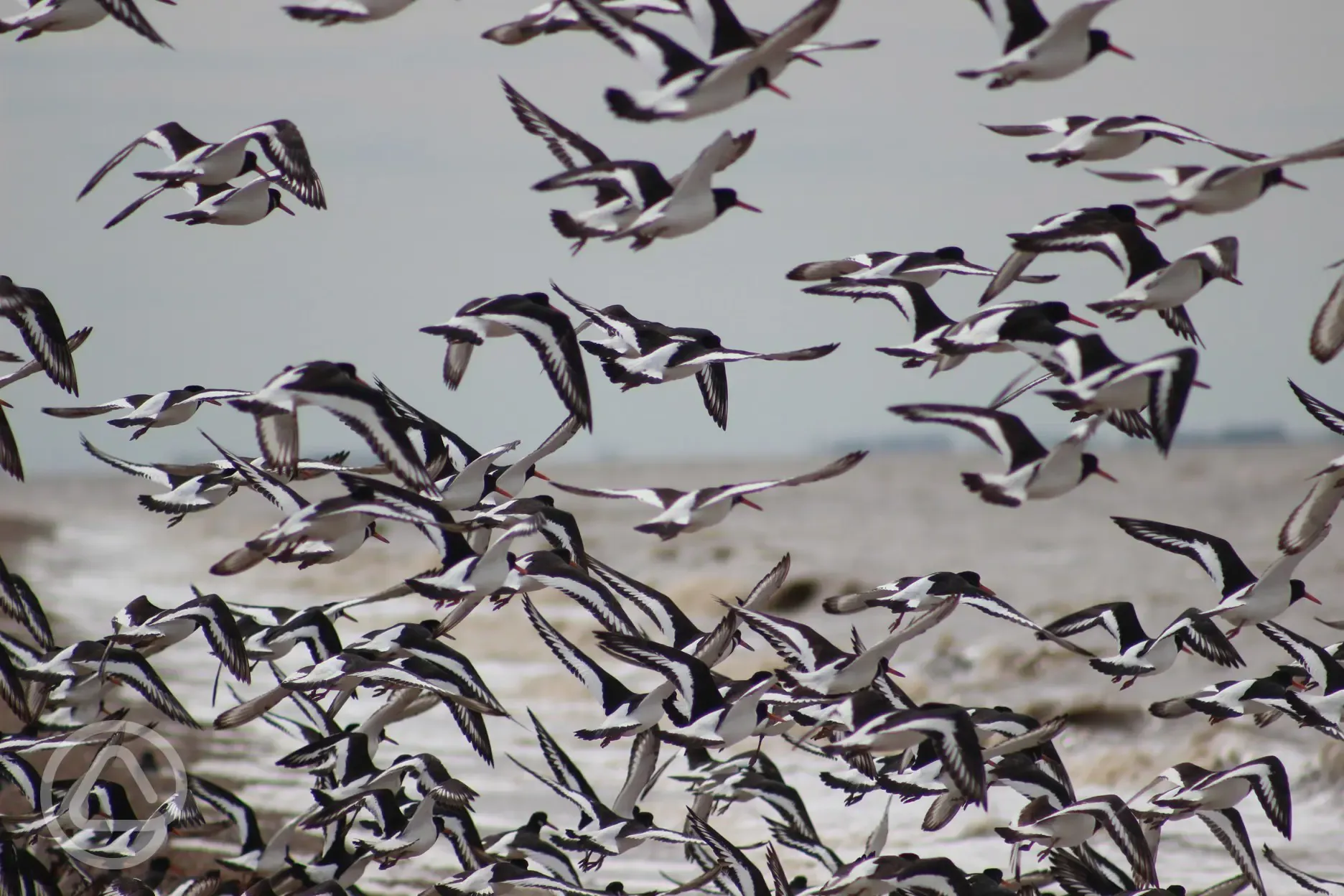 RSPB Snettisham is just a walk away- Ideal for bird watchers