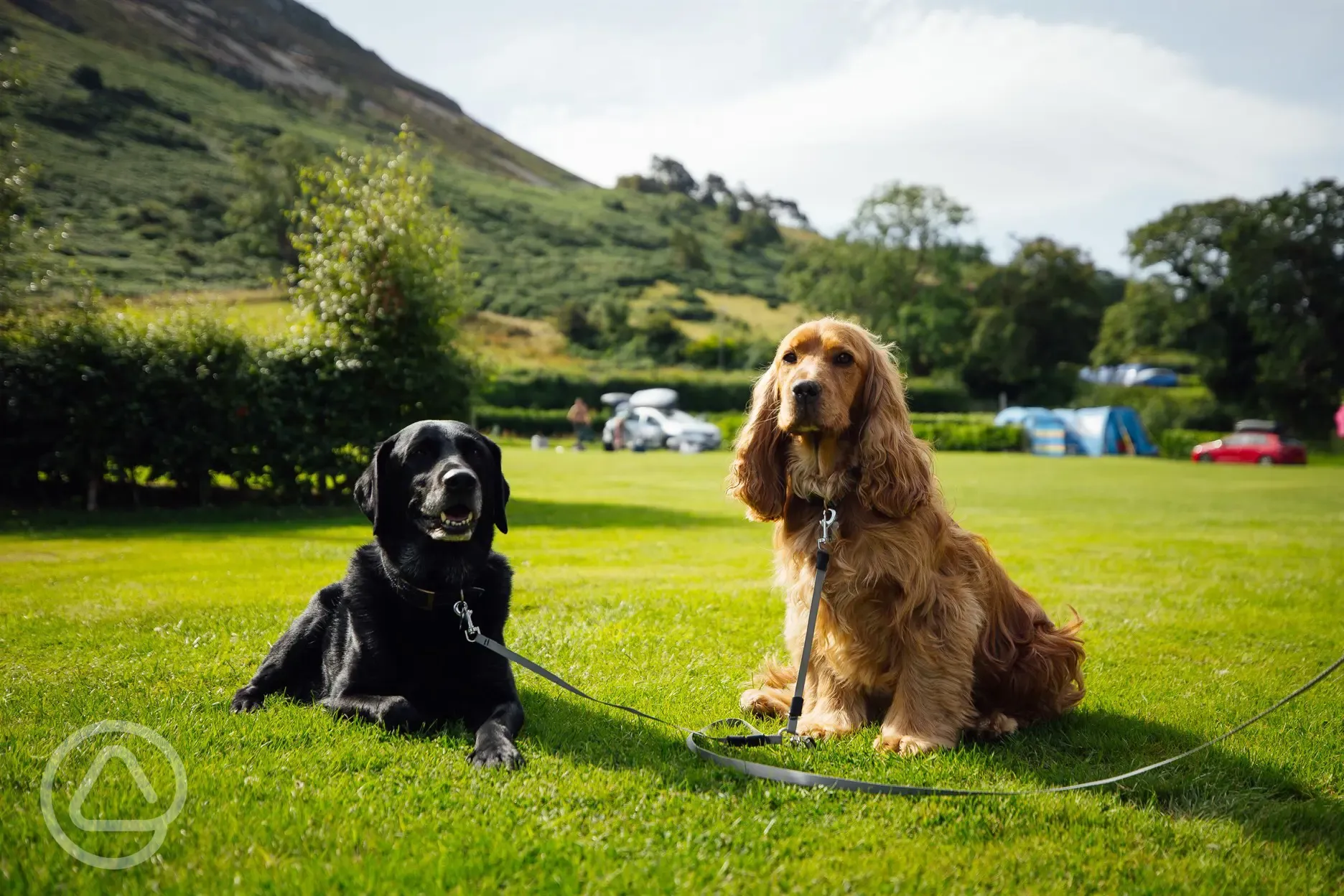 Dog friendly pitches at Trwyn yr Wylfa Camping Site
