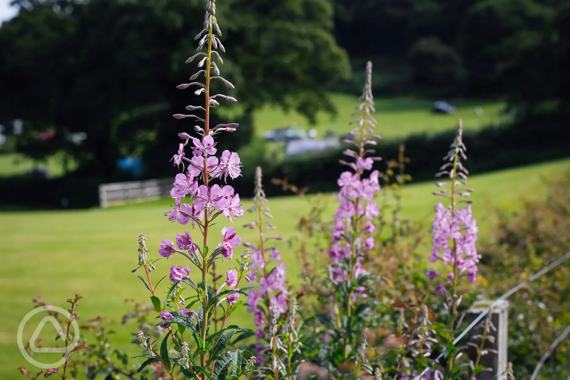 Flowers around site