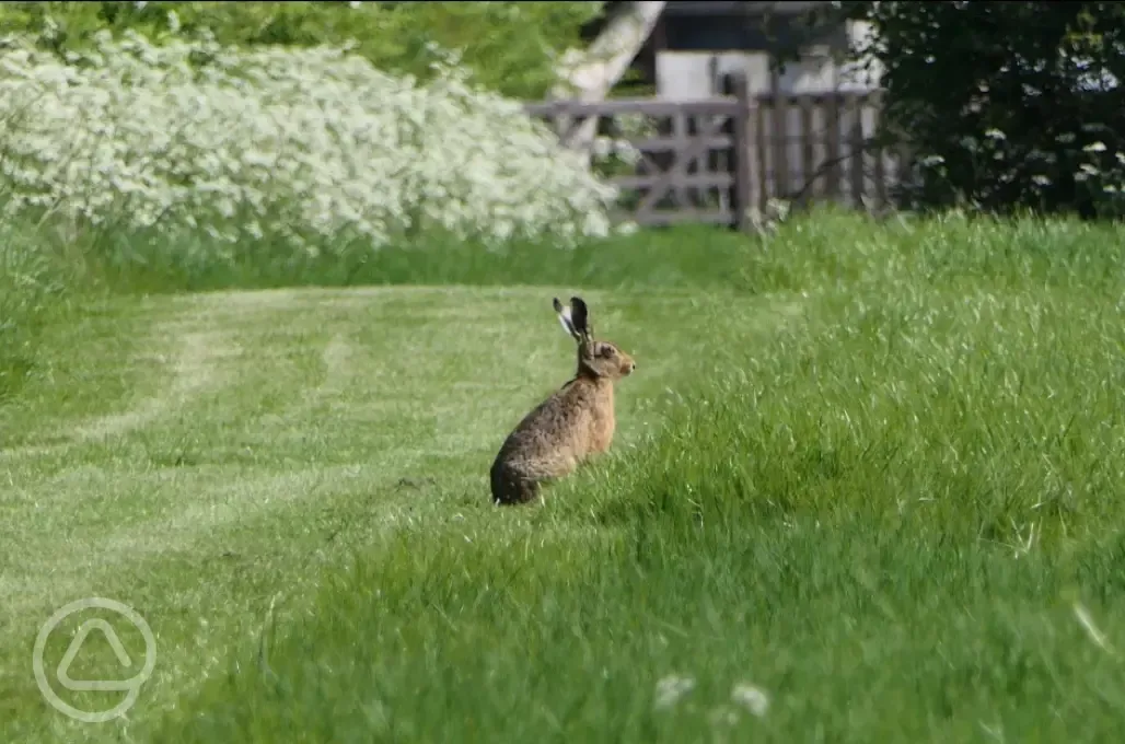 Wildlife on site