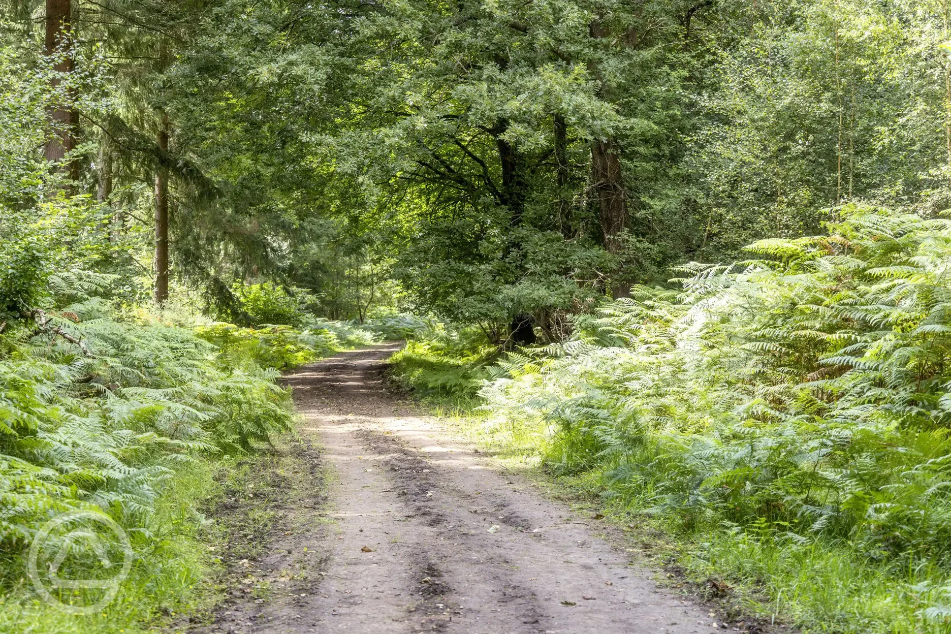 Nearby woodland track