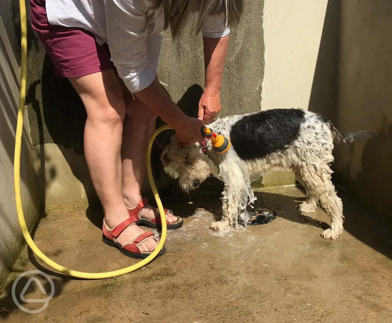 Dog wash