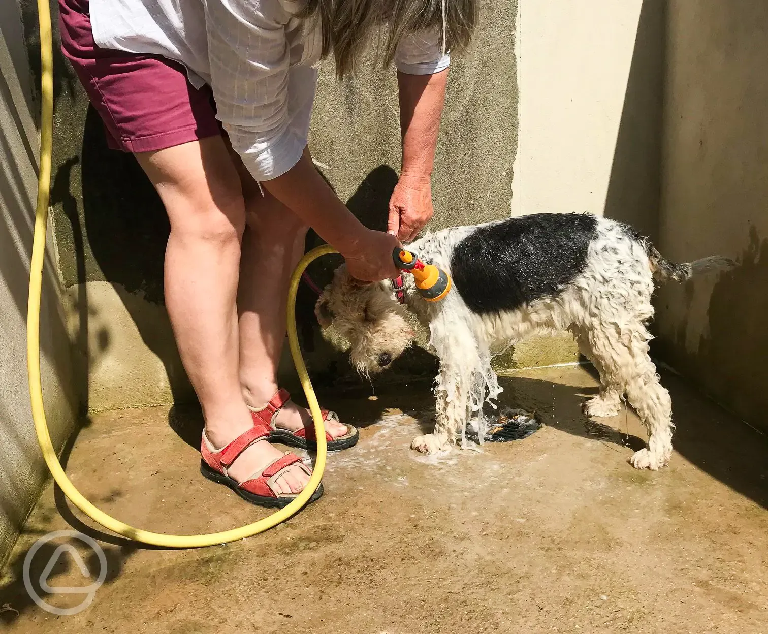 Dog wash