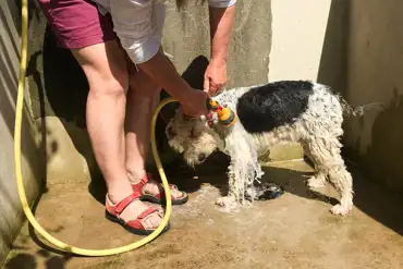 Dog wash