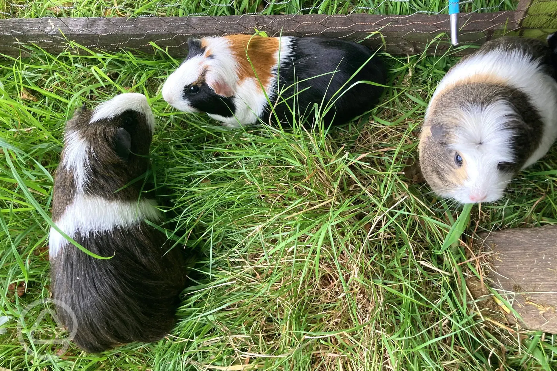 Guinea pigs