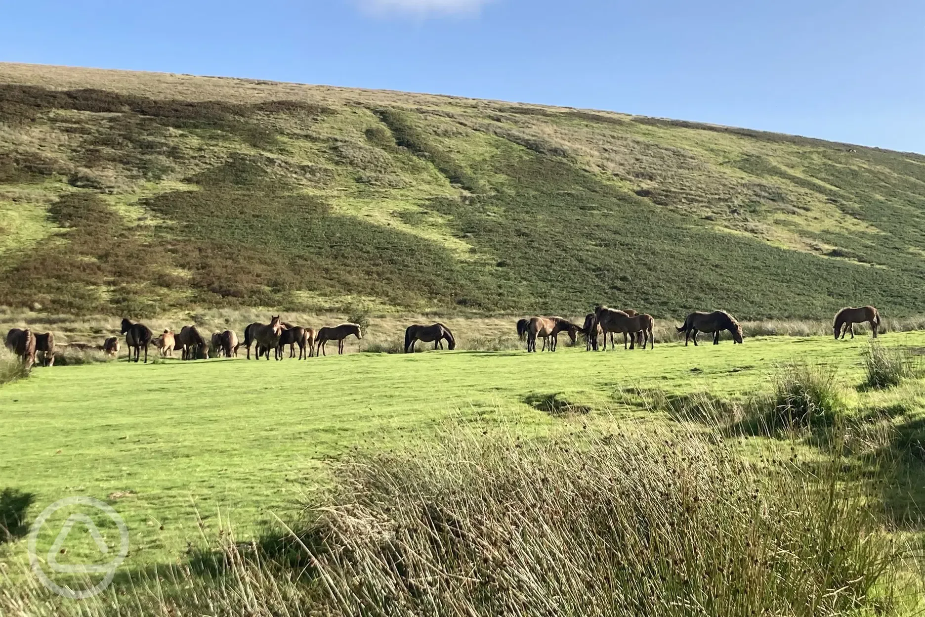 Head to Exmoor and you may be lucky enough to see the Exmoor ponies