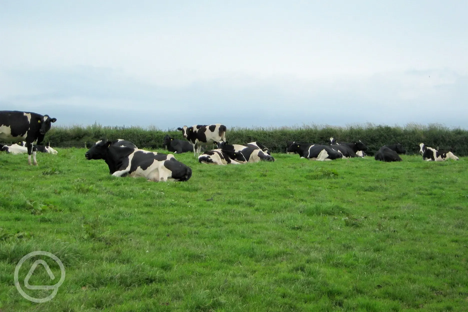 Take a stroll to meet the farm cows.