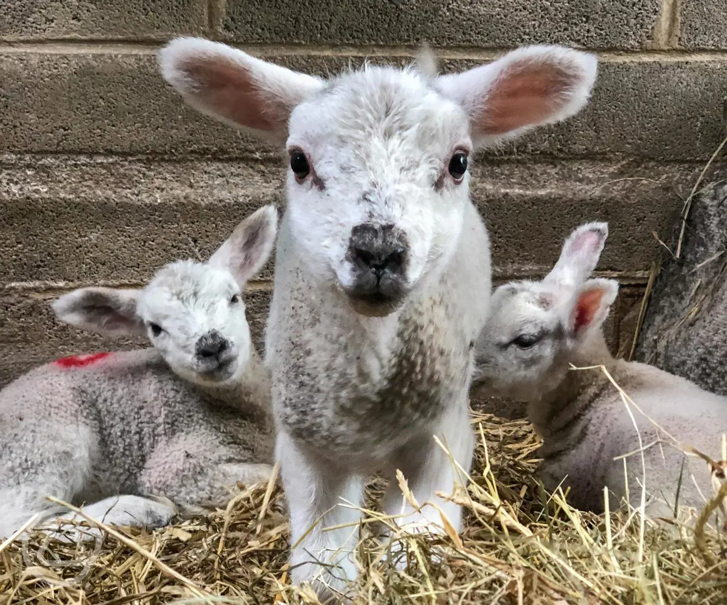 Lambs at the farm