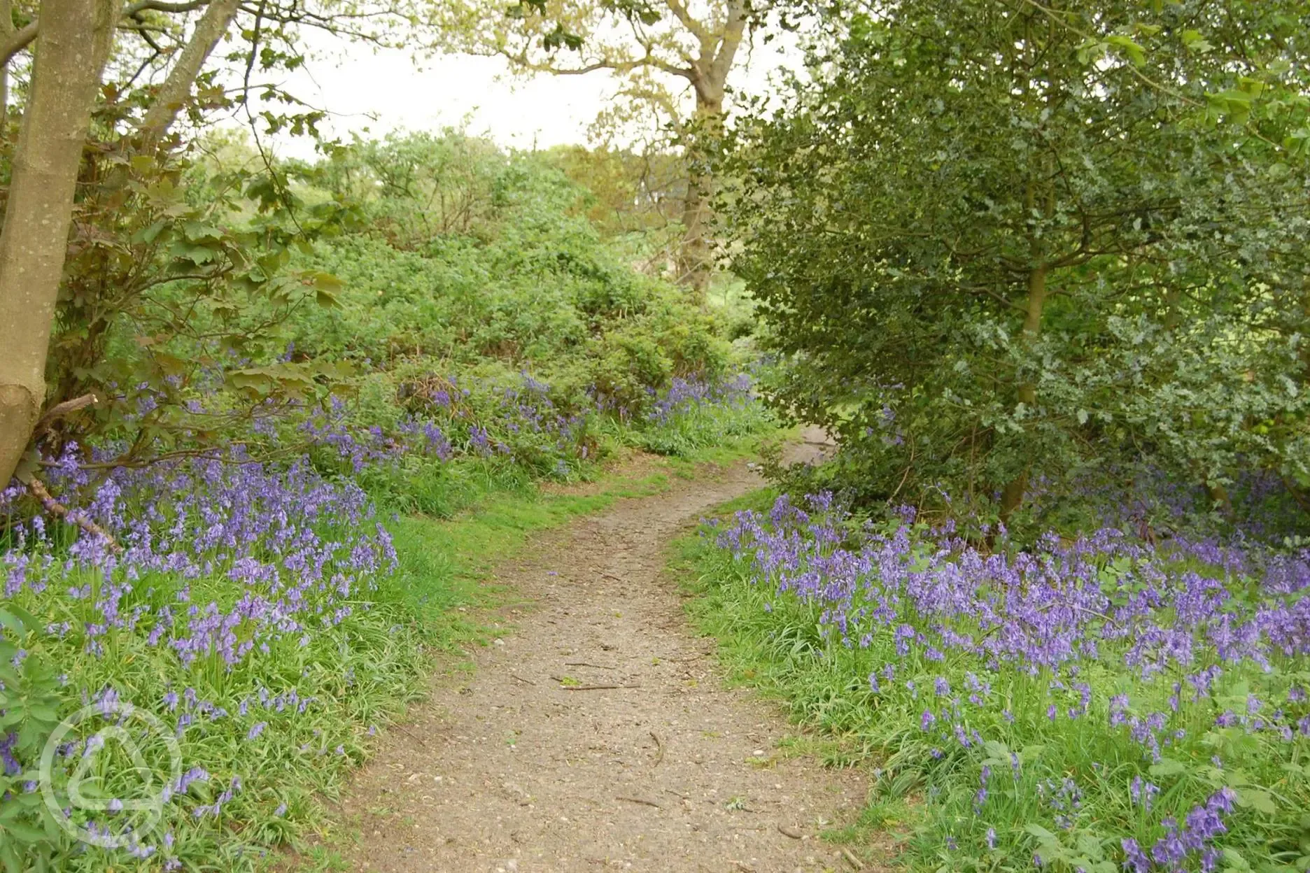 Nearby bluebells