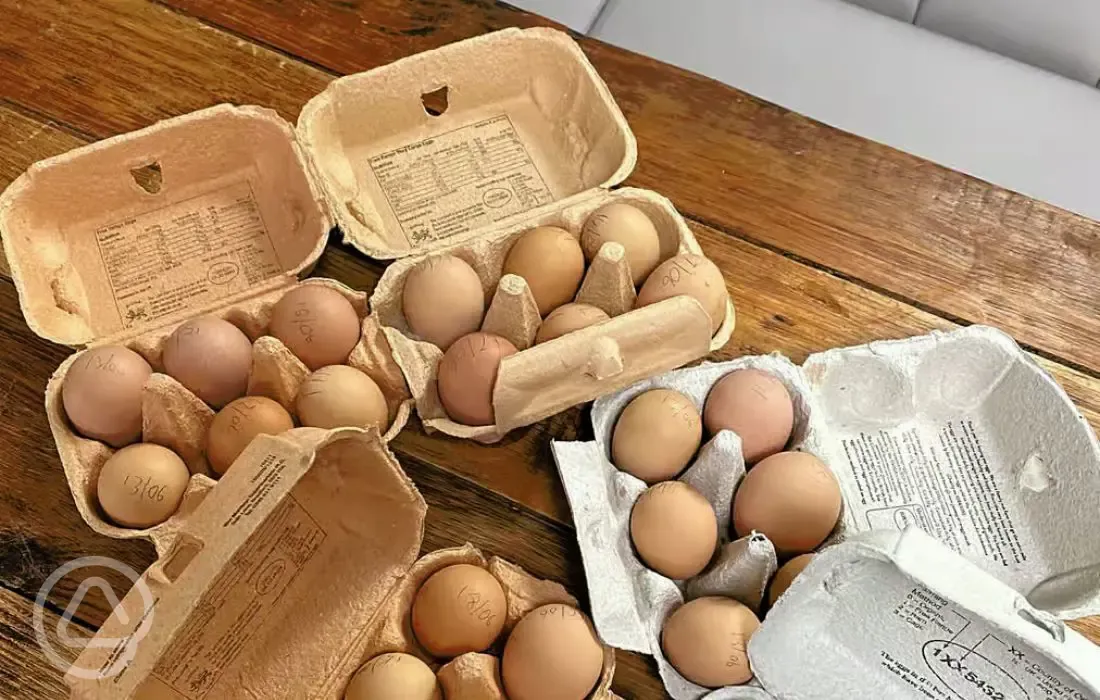 Fresh eggs onsite