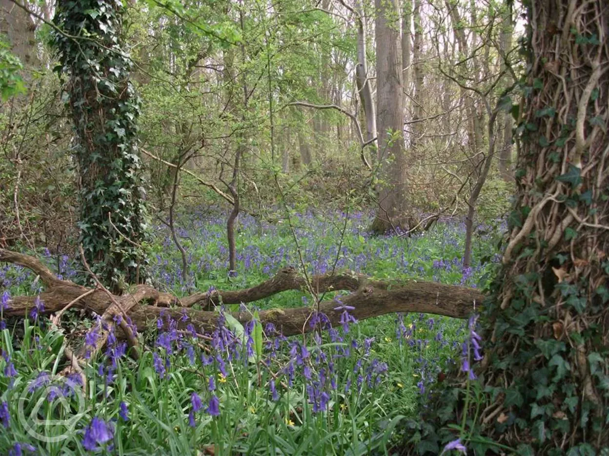 Bluebell Wood