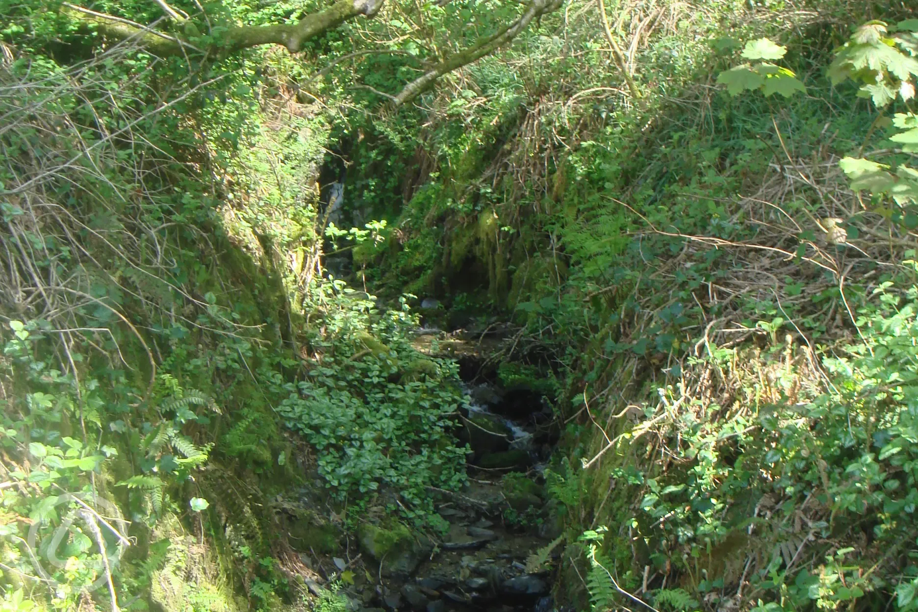 The stream next to Morris 