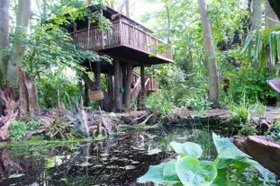 The Tree House at Castle Cottage, Fittleworth, West Sussex