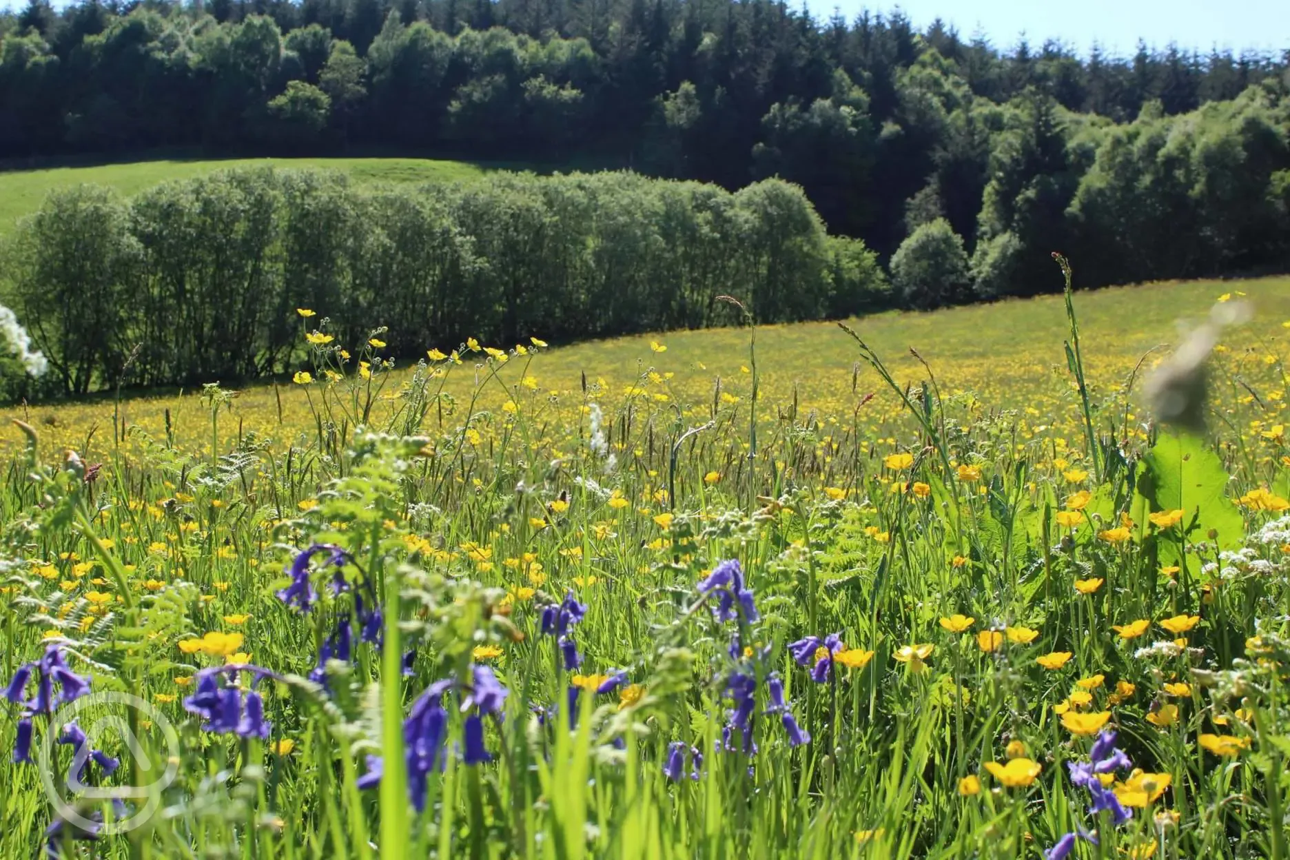 Wild flower setting