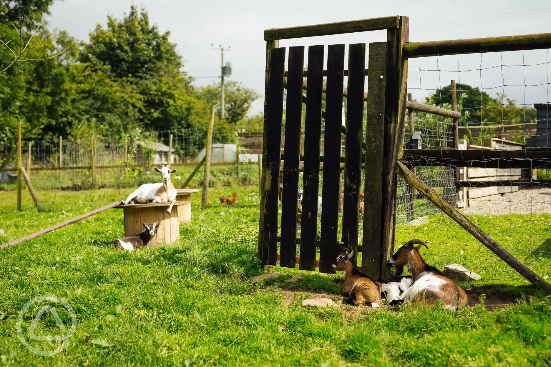 Goats at Glyncoch Isaf Farm