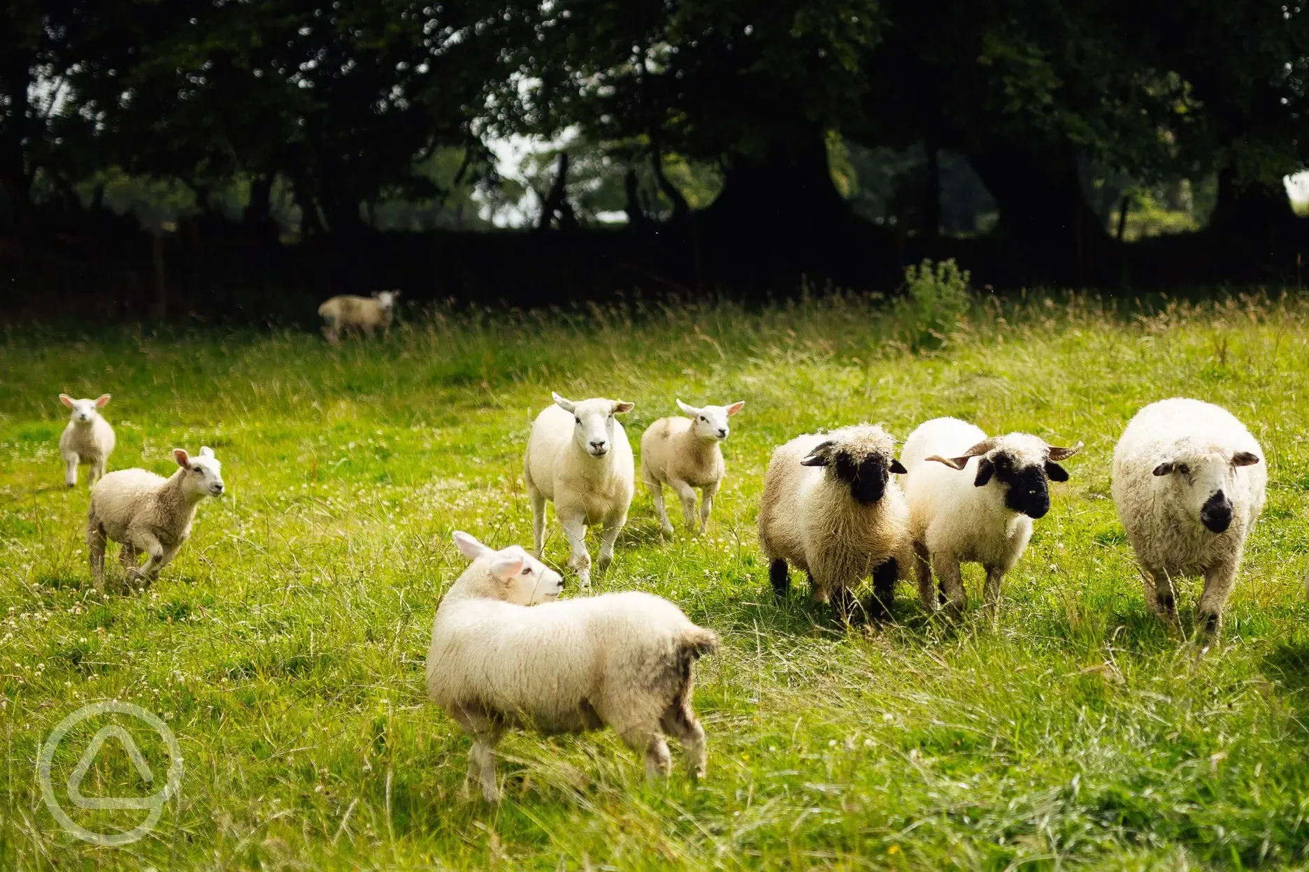 Lambs at Glyncoch Isaf Farm