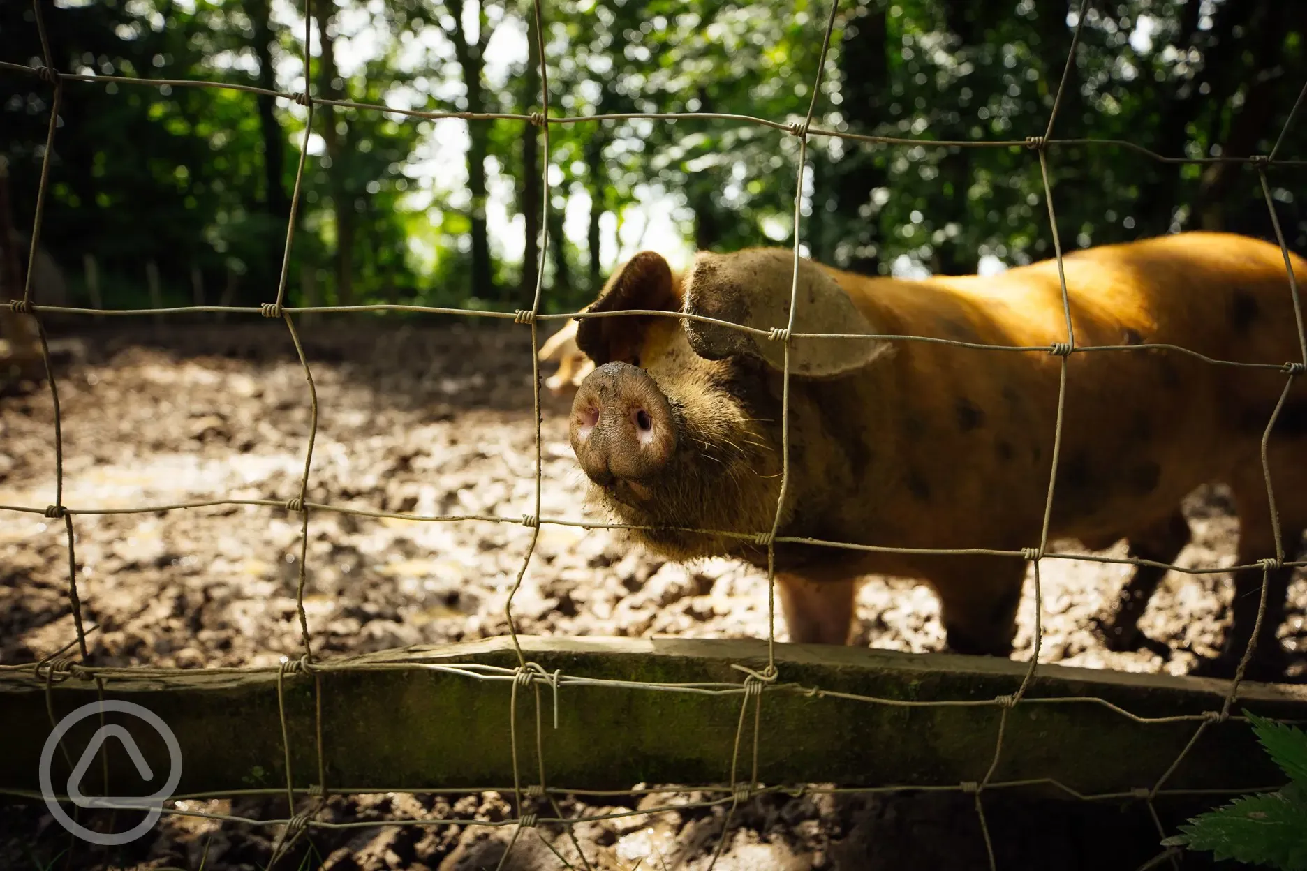 Pigs at Glyncoch Isaf Farm