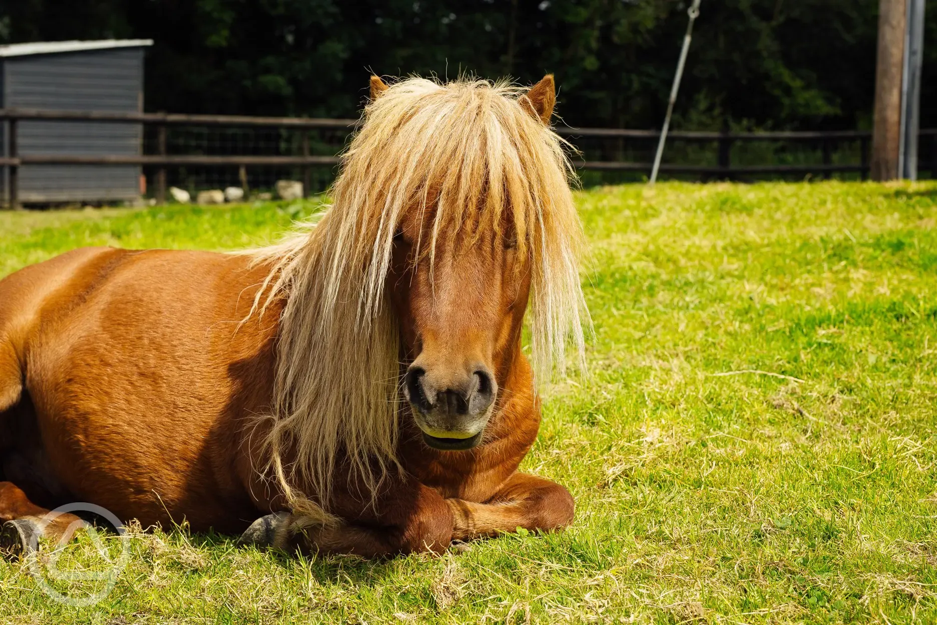 Horses at Glyncoch Isaf Farm