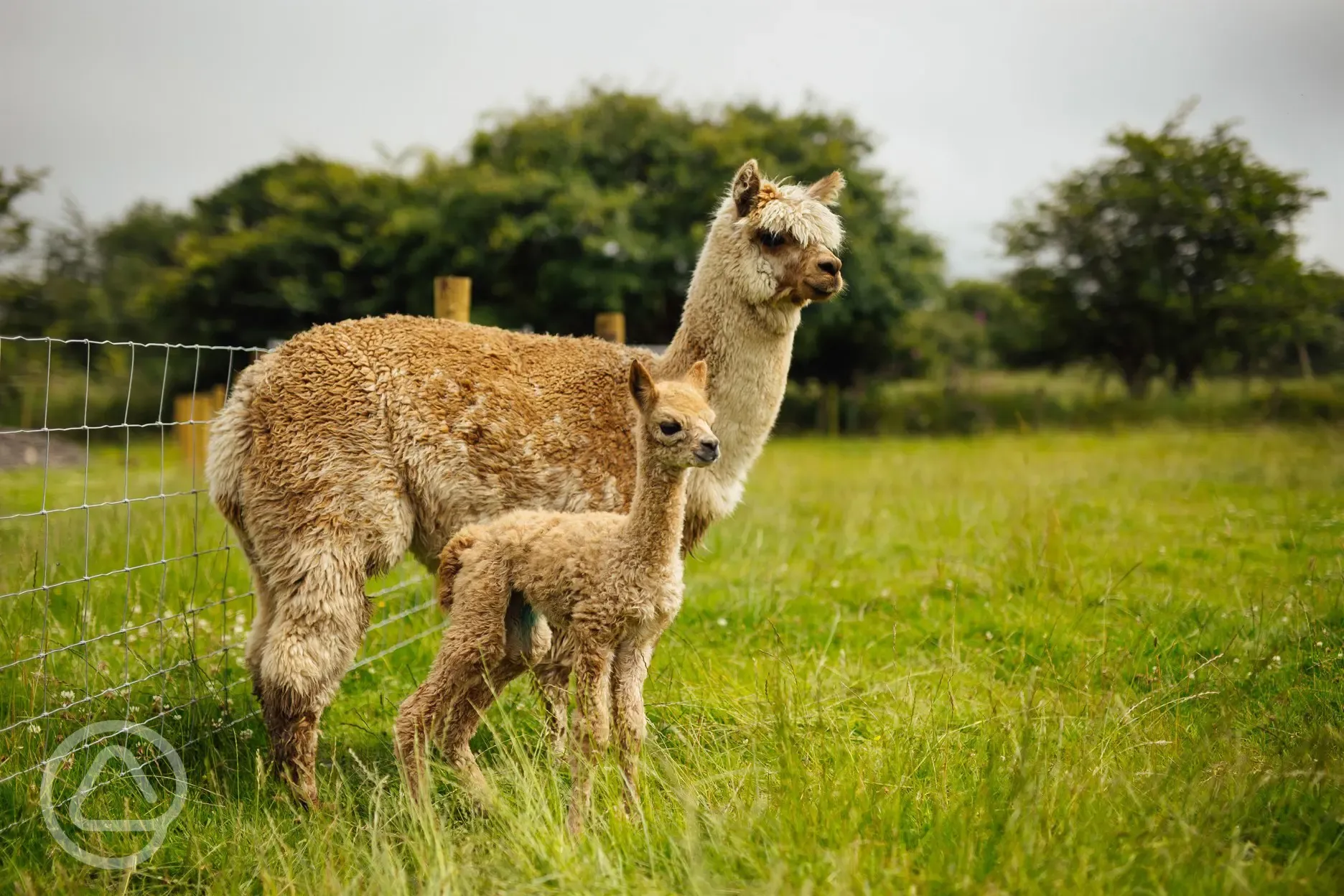 Alpacas at Glyncoch Isaf Farm
