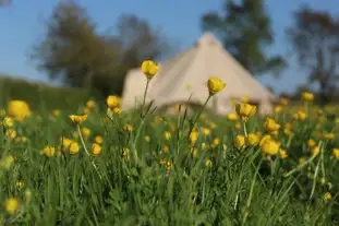 Firs Glamping, Beccles, Suffolk