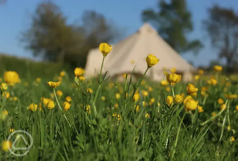 Meadow Grass at Firs Glamping