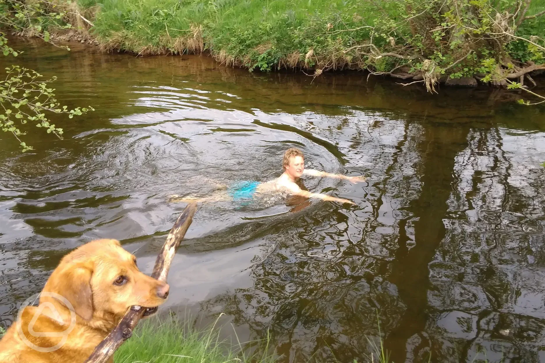 Swimming in the river with dogs welcome