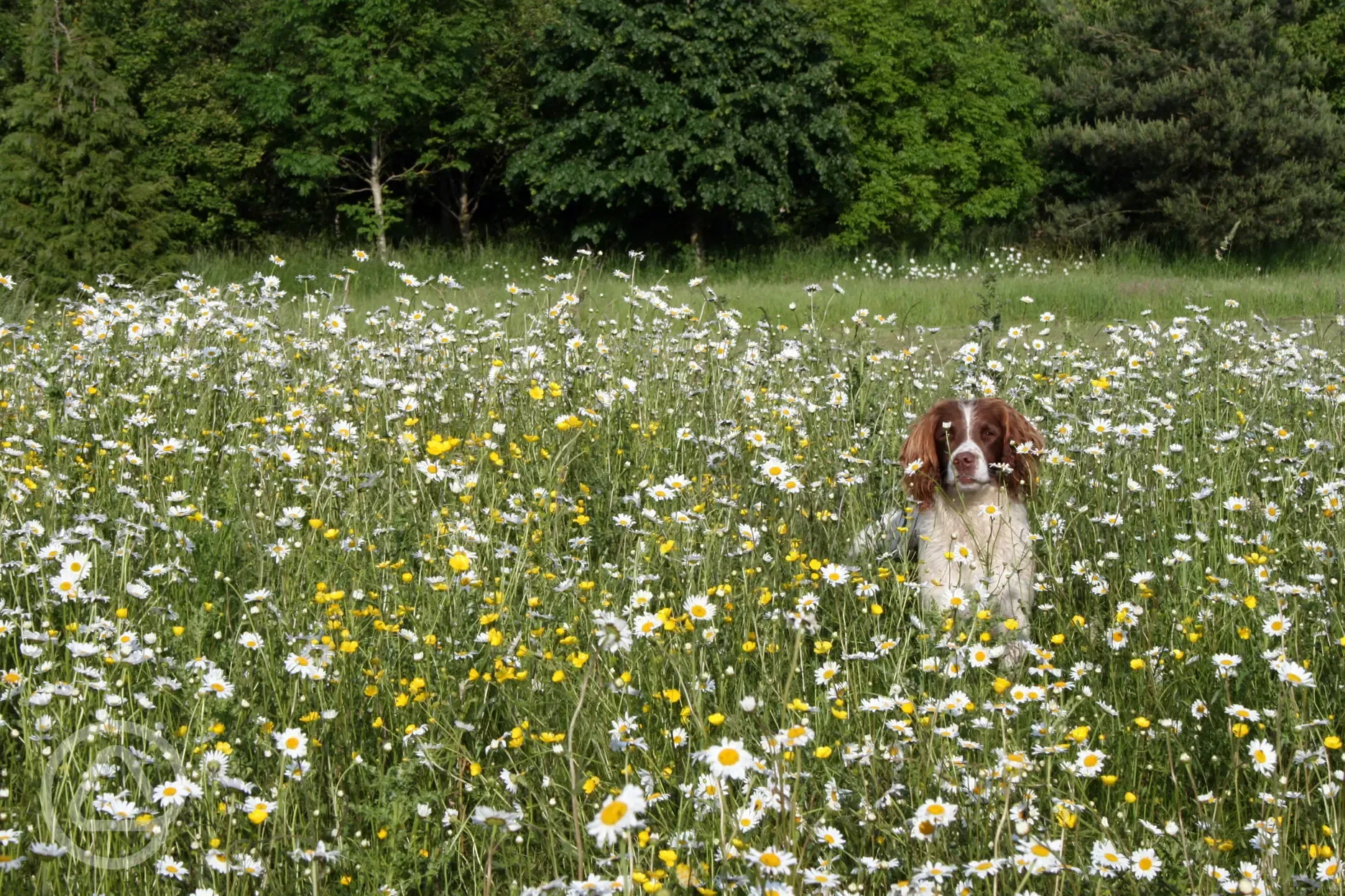 Dog in the daisies