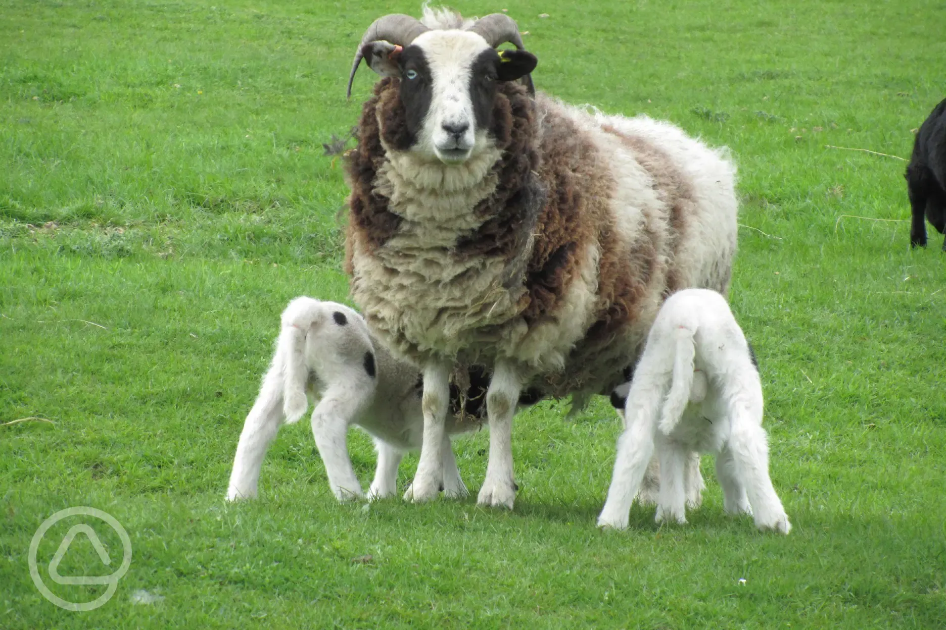Resident Jacob sheep